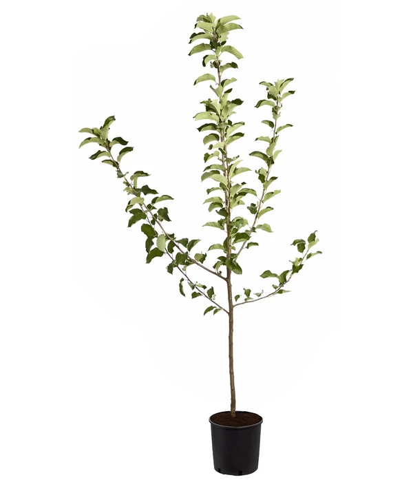 Winterapfel 'Jonagold' 5 Winterapfel 'Jonagold' – Bild 3