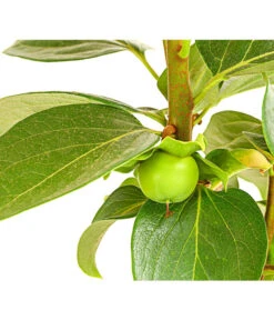 Dehner Kaki 'Rojo Brillante' - Kaki-Pflaume 'Rojo Brillante' 12 Dehner Kaki 'Rojo Brillante' - Kaki-Pflaume 'Rojo Brillante' -Gartenbedarf Verkäufe 2024 7693377 PR DE 001 KakiRojoBrillanteBUDehnerExpressHerzig