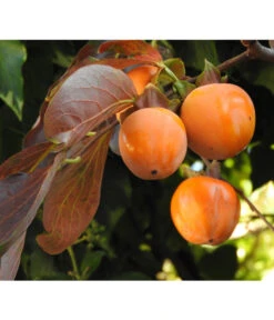 Dehner Kaki 'Rojo Brillante' - Kaki-Pflaume 'Rojo Brillante' 10 Dehner Kaki 'Rojo Brillante' - Kaki-Pflaume 'Rojo Brillante' -Gartenbedarf Verkäufe 2024 7693377 WE DE 005 KakiDiospyrosKakipflaumeRojoBrillante Pixabay