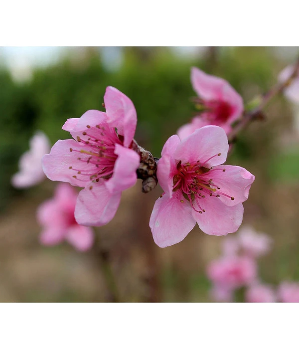 Dehner Pfirsich 'Kernechter Vom Vorgebirge' 4 Dehner Pfirsich 'Kernechter Vom Vorgebirge' – Bild 2