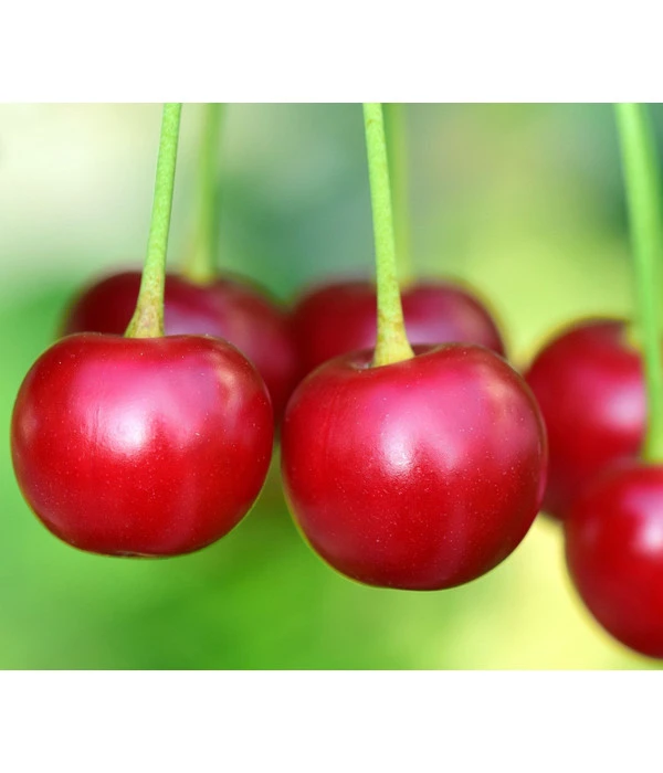 Säulenkirsche 'Victoria' 4 Säulenkirsche 'Victoria' – Bild 2