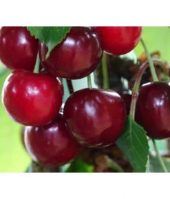 Säulenkirsche 'Claudia' -Gartenbedarf Verkäufe 2024 7697188 PR DE 001 PrunusSaeulenkirscheClaudiaPixabay