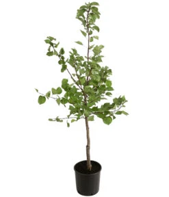 Aprikose - Marille 'Klosterneuburger' 5 Aprikose - Marille 'Klosterneuburger' -Gartenbedarf Verkäufe 2024 7699754 PR FS 001 PrunusArmeniacaAprikoseKlosterneuburgerBUDehnerExpressHerzig