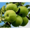 Sommerapfel 'Klarapfel', Weiß -Gartenbedarf Verkäufe 2024 7701386 7701428 WE DE 001 ApfelbaumMalusKlarapfel
