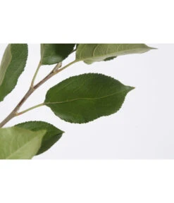 Sommerapfel 'Klarapfel', Weiß -Gartenbedarf Verkäufe 2024 7701386 PR DE 001 KlarapfelWeissMalusDomesticaBusch95LiterDehnerExpressZS