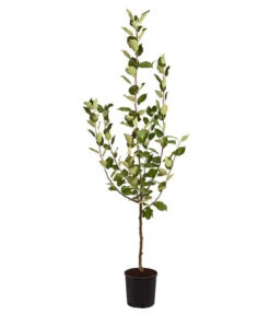 Sommerapfel 'Klarapfel', Weiß -Gartenbedarf Verkäufe 2024 7701386 PR FS 002 KlarapfelWeissMalusDomesticaBusch95LiterDehnerExpressZS