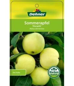 Sommerapfel 'Klarapfel', Weiß -Gartenbedarf Verkäufe 2024 7701386 SommerapfelKlarapfel Etikett 1