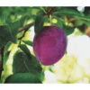 Dehner Pflaume 'Königin Viktoria' -Gartenbedarf Verkäufe 2024 7702558 PR FS 001 PrunusPflaumeKoeniginVictoriaPixabayRet