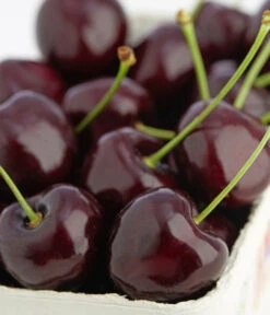 Süßkirsche 'Kordia' -Gartenbedarf Verkäufe 2024 7703143 PR DE 001 KirscheKordiaDehnerExpressZS 1