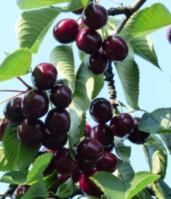 Süßkirsche 'Kordia' -Gartenbedarf Verkäufe 2024 7703143 WE DE 001 PrunusKirscheKordia