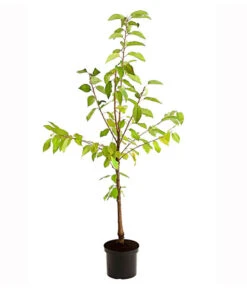 Süßkirschen-Duo 'Kordia/Burlat' 9 Süßkirschen-Duo 'Kordia/Burlat' -Gartenbedarf Verkäufe 2024 7703234 PR FS 001 KirschenDuoKordiaBurlat95LiterDehnerExpressHerzig