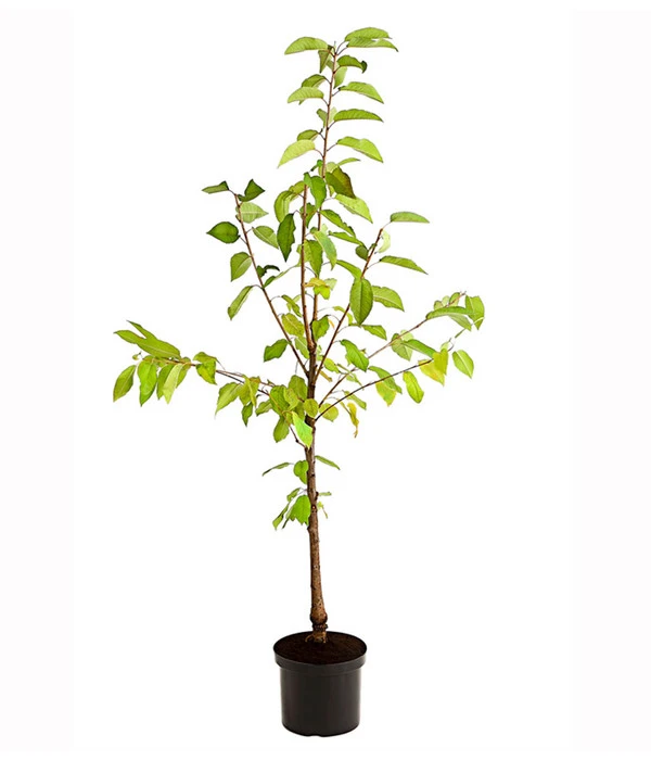 Süßkirschen-Duo 'Kordia/Burlat' 6 Süßkirschen-Duo 'Kordia/Burlat' – Bild 4