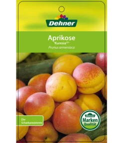 Aprikose 'Kuresia' -Gartenbedarf Verkäufe 2024 7704158 AprikoseKuresia Etikett 1