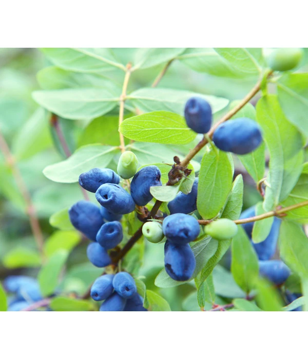 Sibirische Blaubeere 'MyBerry® Sweet' 3 Sibirische Blaubeere 'MyBerry® Sweet'
