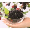 Maulbeere 'Mojo Berry' -Gartenbedarf Verkäufe 2024 7714579 WE DE 004 MorusMaulbeereBonBonBerryMojoBerry