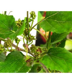 Maulbeere 'Mojo Berry' -Gartenbedarf Verkäufe 2024 7714579 WE DE 011 MorusMojoBerrieMaulbeereT13