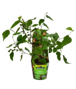 Maulbeere 'Mojo Berry' -Gartenbedarf Verkäufe 2024 7714579 WE FS 011 MorusMojoBerrieMaulbeereT13
