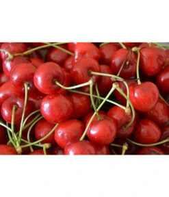 Sauerkirsche 'Morellenfeuer' -Gartenbedarf Verkäufe 2024 7714728 WE MO 001 SauerkirscheMorellenfeuerPixabay