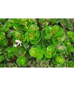 Natalpflaume 9 Natalpflaume -Gartenbedarf Verkäufe 2024 7719107 PR MO 002 NatalpflaumeCarissaGrandiflora123rf