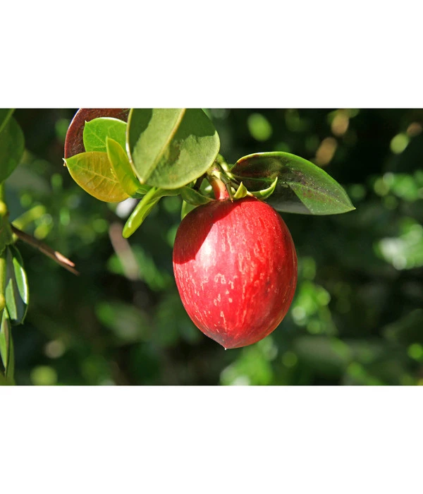 Natalpflaume 5 Natalpflaume – Bild 3