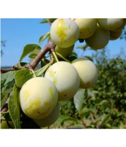 Zwetschgen-Duo 'Nancy/Schönberger' -Gartenbedarf Verkäufe 2024 7719230 BildFS 001 ZwetscheNancyMirabelleNancyMirabelleBu