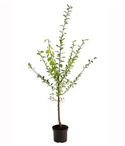 Zwetschgen-Duo 'Nancy/Schönberger' -Gartenbedarf Verkäufe 2024 7719321 PR FS 001 ZwetschenDuoNancySchoeneberger95LiterDehnerExpressHerzig