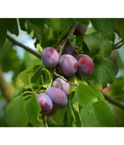 Zwetschgen-Duo 'Nancy/Schönberger' -Gartenbedarf Verkäufe 2024 7719321 WE DE 001 ZwetschgenDuoNanySchoenebergerPixabay