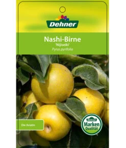 Nashi-Birne 'Nijiseiki' -Gartenbedarf Verkäufe 2024 7719826 Nashi BirneNijiseiki Etikett 1