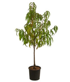 Nektarine 'Fantasia' -Gartenbedarf Verkäufe 2024 7720170 WE FS 001 PrunusNektarineFantasiaDehnerExpressHerzig