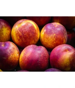 Nektarine 'Fantasia' -Gartenbedarf Verkäufe 2024 7720170 WE MO 002 NektarineFantasiaPixabay