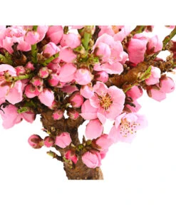 Zwergnektarine 'Nectarella' -Gartenbedarf Verkäufe 2024 7720204 PR DE 001 ZwergNektarine7LDehnerExpressHerzig