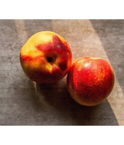 Zwergnektarine 'Nectarella' -Gartenbedarf Verkäufe 2024 7720204 WE DE 002 Zwergnektarine