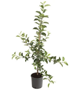 Apfelbäume In Sorten, Einjährige Veredelung -Gartenbedarf Verkäufe 2024 7723786 WE FS 001 Apfelsorten