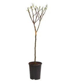 Zwergapfel 5 Zwergapfel -Gartenbedarf Verkäufe 2024 7723950 WE FS 001 ZwergapfelObstZwergeKidsDehnerExpressHerzig