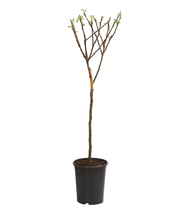 Zwergapfel 3 Zwergapfel – Bild 2