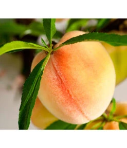 Zwergpfirsich 'Bonanza' -Gartenbedarf Verkäufe 2024 7723992 WE DE 001 ZwergobstObstzwergPfirsich