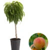 Zwergpfirsich 'Bonanza' 1 Zwergpfirsich 'Bonanza' -Gartenbedarf Verkäufe 2024 7723992 WE FS 001 ZwergpfirsichBonanza
