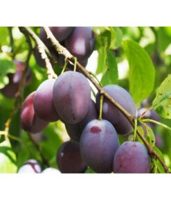 Zwergpflaume 'Hanna' -Gartenbedarf Verkäufe 2024 7724008 PR DE 001 ZwertobstObstzwergPflaumeFruchtPixabayRet