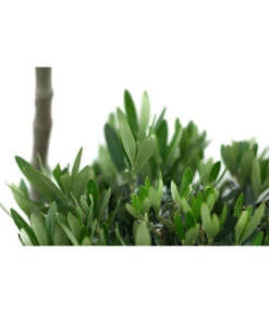 XXL Pompon-Olivenbaum, Ca. 160-180 Cm 7 XXL Pompon-Olivenbaum, Ca. 160-180 Cm -Gartenbedarf Verkäufe 2024 7724685 WE DE 001 XXLPompon Olivenbaum160 180cm