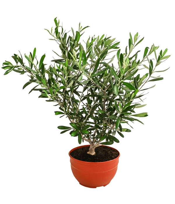 Olive, In Schale 3 Olive, In Schale