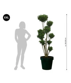 XXL Pompon-Olivenbaum, Ca. 180-200 Cm -Gartenbedarf Verkäufe 2024 7724768 WE BG 001 XXLPomponOlivenbaum180200