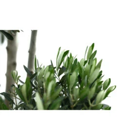 XXL Pompon-Olivenbaum, Ca. 180-200 Cm -Gartenbedarf Verkäufe 2024 7724768 WE DE 001 XXLPompon Olivenbaum180 200cm