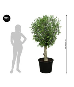 XXL Olivenbaum, Ca. 180-220 Cm -Gartenbedarf Verkäufe 2024 7724784 WE BG 001 XXLOlivenbaum180200cm