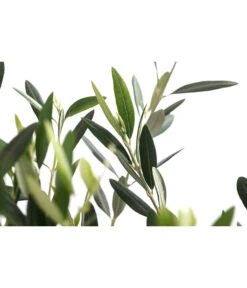 XXL Olivenstamm 'Leccino', Ca. 180-200 Cm 7 XXL Olivenstamm 'Leccino', Ca. 180-200 Cm -Gartenbedarf Verkäufe 2024 7724792 WE DE 001 OleaEuropaeaLeccinoOlive