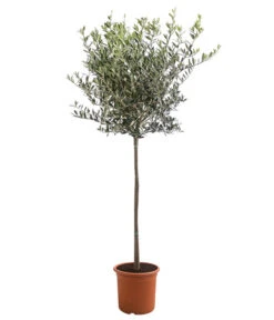 XXL Olivenstamm 'Leccino', Ca. 180-200 Cm