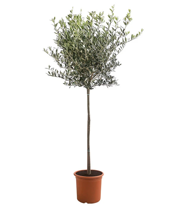 XXL Olivenstamm 'Leccino', Ca. 180-200 Cm 3 XXL Olivenstamm 'Leccino', Ca. 180-200 Cm