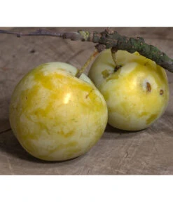 Zwetschgen-Duo 'Hauszwetsche'/'Oullins Reneklode' -Gartenbedarf Verkäufe 2024 7725518 PR DE 001 PrunusReneklodeOullinsPixabay