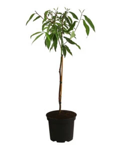 Pfirsich-Aprikose 'Pfirsicose®' -Gartenbedarf Verkäufe 2024 7728454 WE FS 001 PrunusPfirsicose