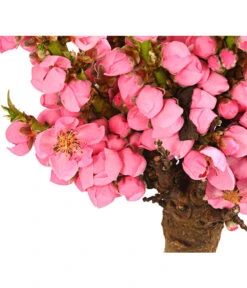 Zwergpfirsich 'Amber Pix Zee' -Gartenbedarf Verkäufe 2024 7728744 WE DE 001 ZwergPfirsich7LDehnerExpressHerzig