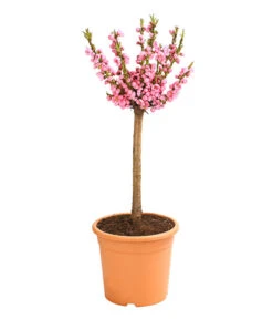 Zwergpfirsich 'Amber Pix Zee' -Gartenbedarf Verkäufe 2024 7728744 WE FS 002 ZwergPfirsich7LDehnerExpressHerzig